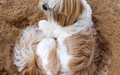 Productos para el cuidado del pelo de tu mascota. Mantén su pelaje saludable y hermoso