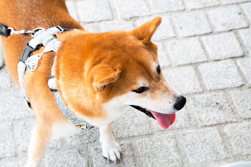 Cómo elegir el collar o arnés adecuado para tu perro.