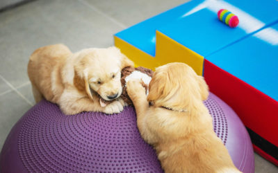 La importancia de los juguetes educativos para el desarrollo de tu cachorro.
